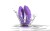 Фиолетовый вибратор для пар We-Vibe Sync O